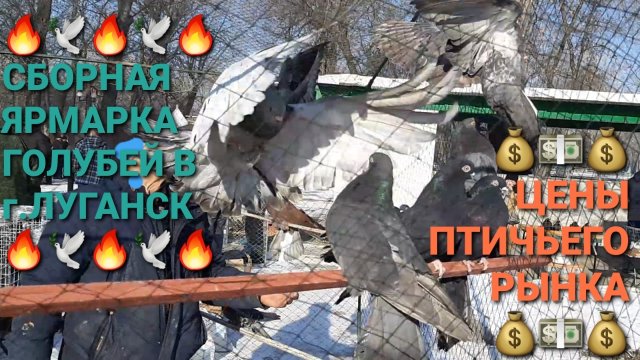 💰🔥💰 Сборная ярмарка голубей в г.Луганск. Цены на голубей на птичьем рынке. Pigeons Fair.