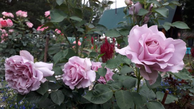 ✿➽ Вторая половина июля 2024