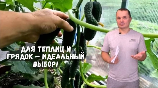 🥒 Лучшие огурцы для теплиц и открытого грунта! Советую попробовать! 🌱✨