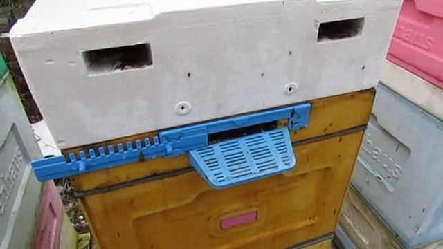 ужасы и последствия февральской подкормки пчел сиропом и канди , 4.03.2025