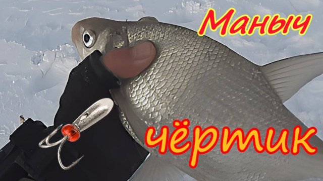 ВЕСЁЛОВСКОЕ ВОДОХРАНИЛИЩЕ 2025 ЗИМНЯЯ РЫБАЛКА НА МАНЫЧЕ Х ДАЛЬНИЙ .УЛОВИСТЫЙ ЧЁРТИК  НА ЛЕЩА .