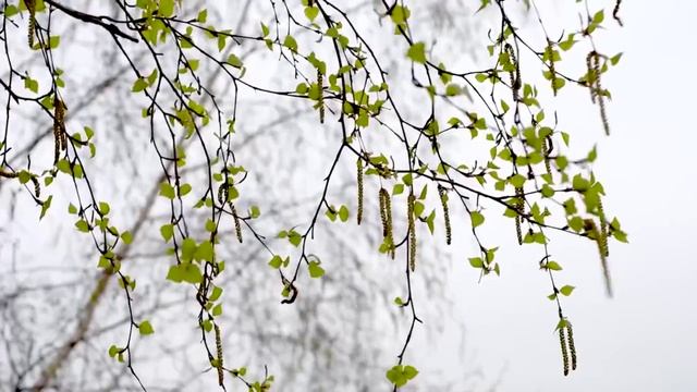 Вновь весна на арене Стихи Ольги Бурлака Музыка и исп Олег Горелик Видеомонтаж Елены Рыжаковой