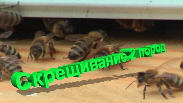 Секреты скрещивания пород: личный опыт профессора Кашковского