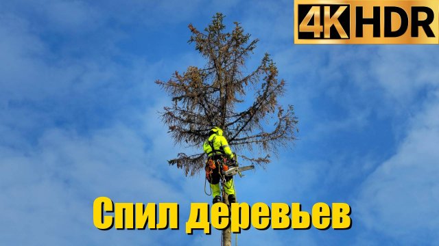 Спил деревьев в Краснодаре и Краснодарском крае