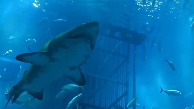 Изучаем животных- для малышей. Корова, слон, свинья, утка, жираф, осьминог, акула, медведь