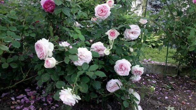 ✿➽ Цветут розы в нашем саду  часть 4   2024