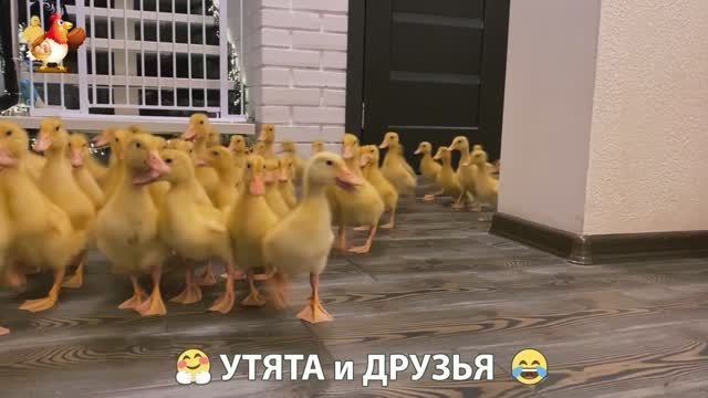 Утята с друзьями – мир нежных эмоций 🤗 эпизод (54)