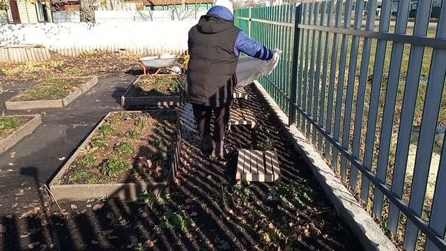 Закрываю черенки метельчатой гортензии на зиму.