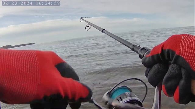 ловля лосося с берега Балтийское море