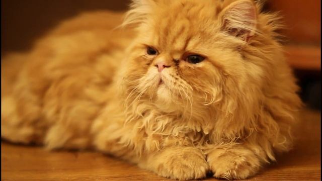 Учитесь вместе с детишками!  Животные Зоопарка, Водный мир!  Игрушки для детей