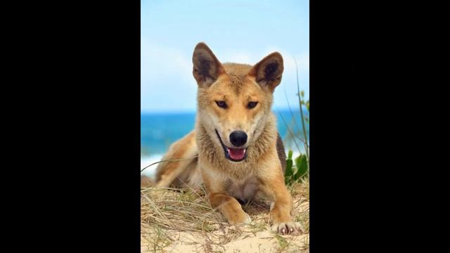 Новогвинейская поющая собака