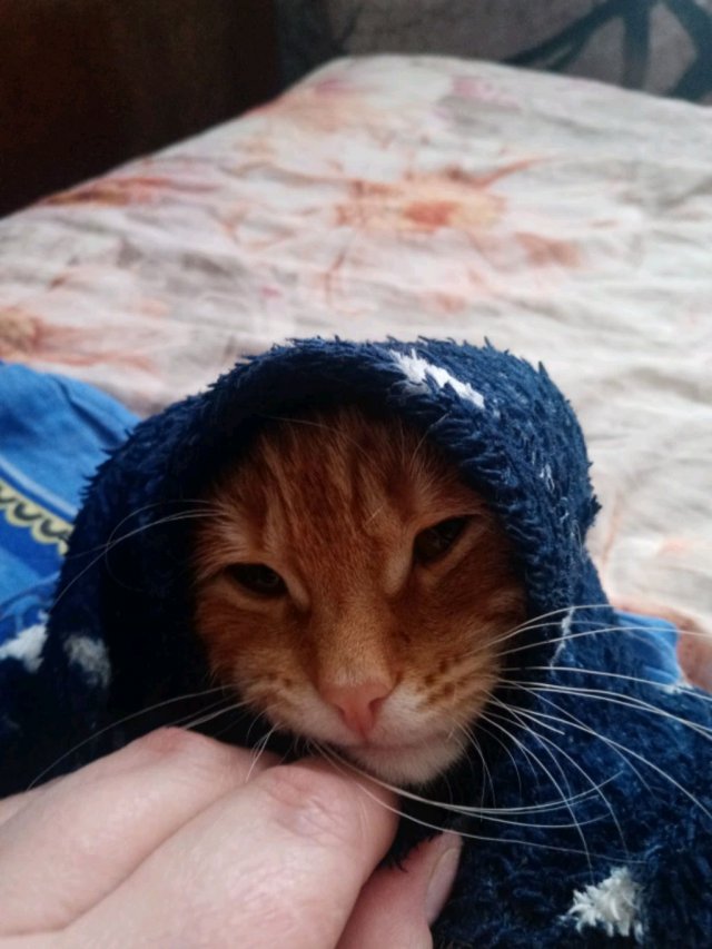 цвета