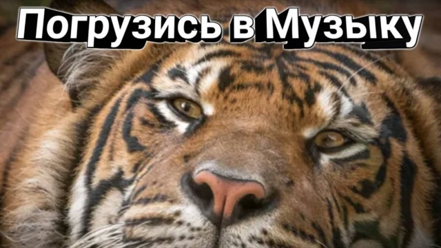 Погрузись в музыку / музыка для отдыха