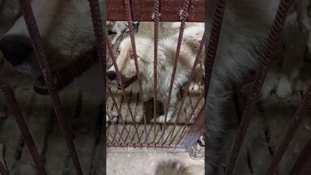 Астрахань, Татарская башмаковка ,приют ,забрали собак с лимана может своих кто узнает