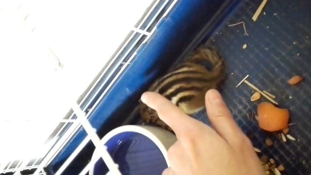 Бурундук домашний. Первый день Брундули.