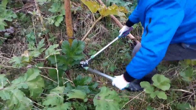 Борьба с Борщевиком, начало