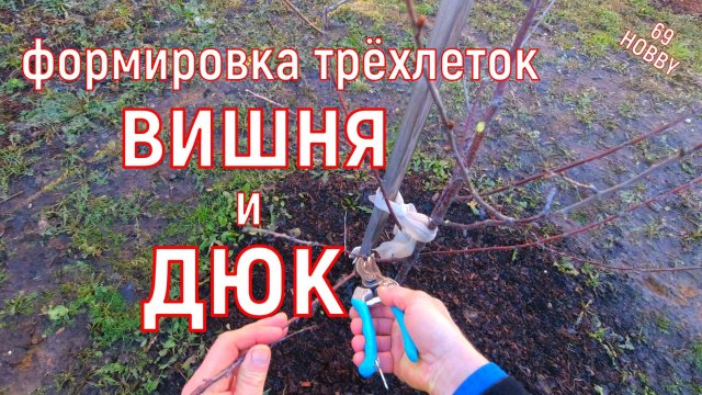 Весенняя обрезка трёхлетней вишни и ДЮКа! Продолжаем формировку!