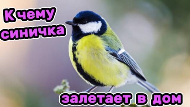 К чему синичка залетает в дом!