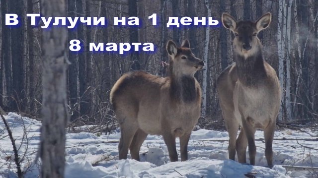 #ТУЛУЧИ 8МАРТА