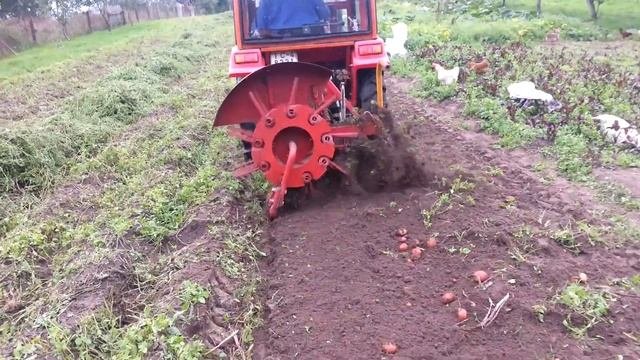 трактор Df-244 с картофелекопателем КТН-1Б "лидсельмаш"