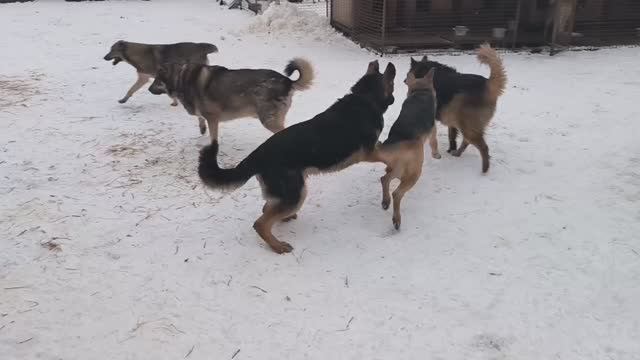 Нойс