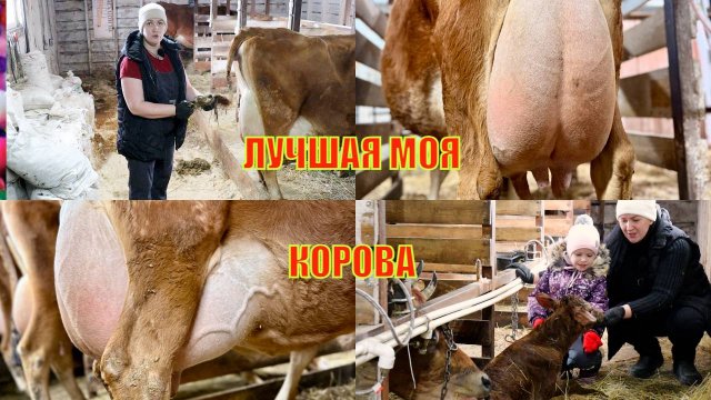 МОЛОКА В 10 РАЗ БОЛЬШЕ! ПОТОМУ ЧТО - ЭТО ДЖЕРСЕЙСКАЯ ПОРОДА КОРОВ!