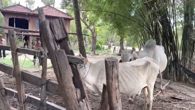 Cows-Animals cross mating cow,Horse mating,bull breeding,dog breeding,rosters breeding #cow