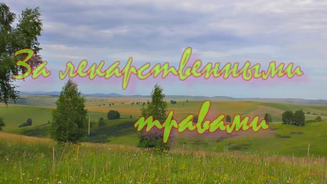 За лекарственными травами