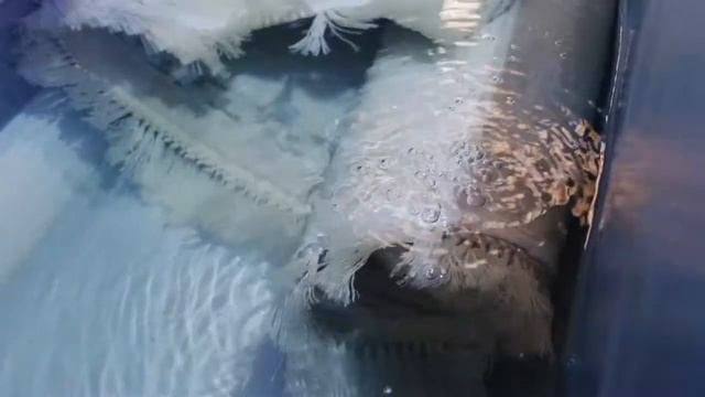 Чистка ковров в Краснодаре - KOVER KING...