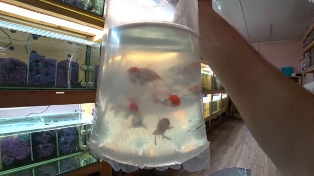 Приехала рыбка. Будни Аквариумиста.