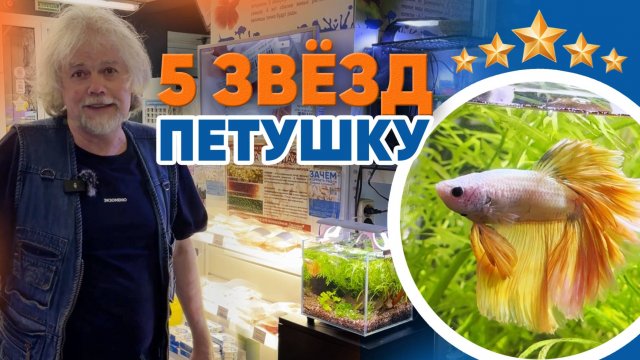 Аквариумные новости с Владимиром Ковалёвым (14.03.2025). 5 звёзд петушку!