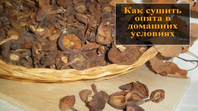 Как сушить опята в домашних условиях