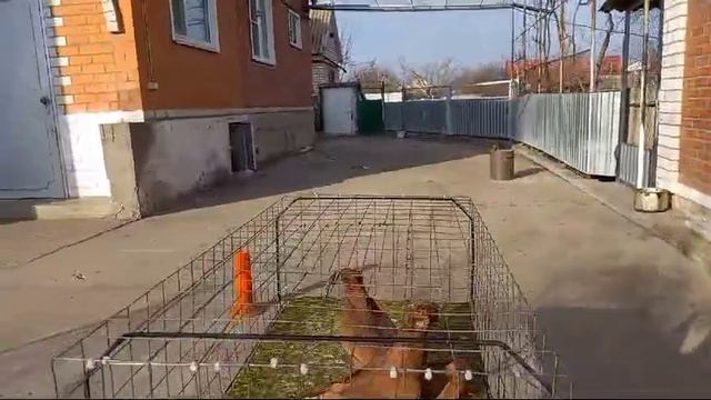 Голуби!