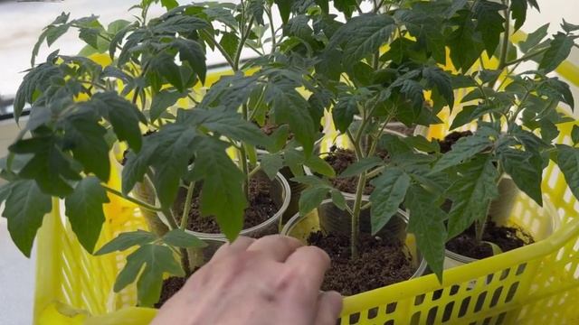 СЕКРЕТЫ КРЕПКОЙ РАССАДЫ ТОМАТОВ И ПОМИДОР! Делюсь опытом!