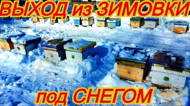 Раскопки пчёл из сугроба