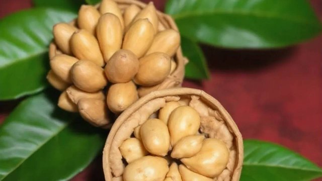 ЛЕЧЕБНЫЕ СВОЙСТВА МАНЬЧЖУРСКОГО ОРЕХА .