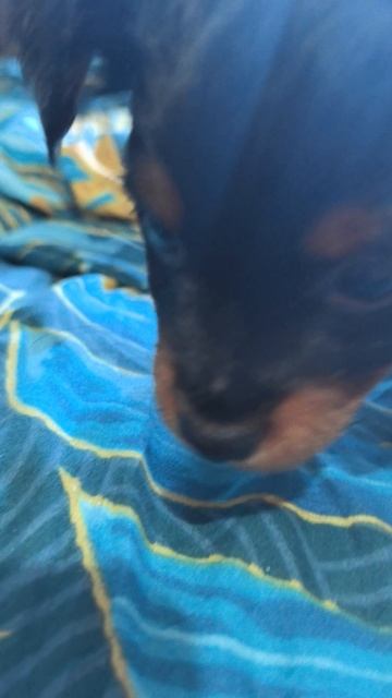 VID_20250316_161143.mp4
