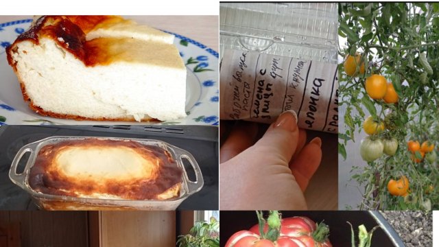 ОЧЕНЬ вкусная ТВОРОЖНАЯ ЗАПЕКАНКА. Какие ТОМАТЫ 🍅 посеяла.