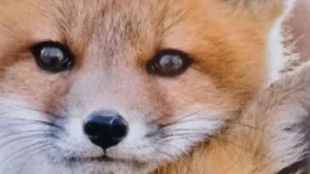 Есть ли Душа у Животных???