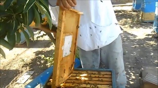 Выводим маток сотом Никот от А до Я