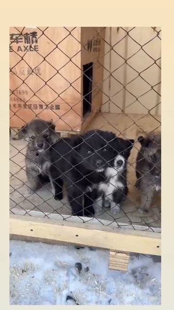 Щенки