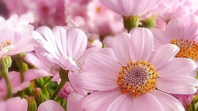 Чудесное, нежное, весеннее!!!!