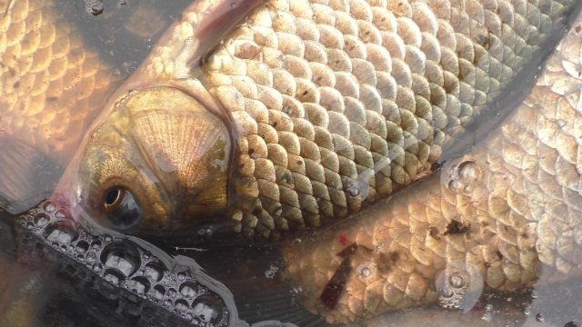 Вот я кайфанул от этой весенней рыбалки.Ловля карася весной на донку.Рыбалка в астрахани
