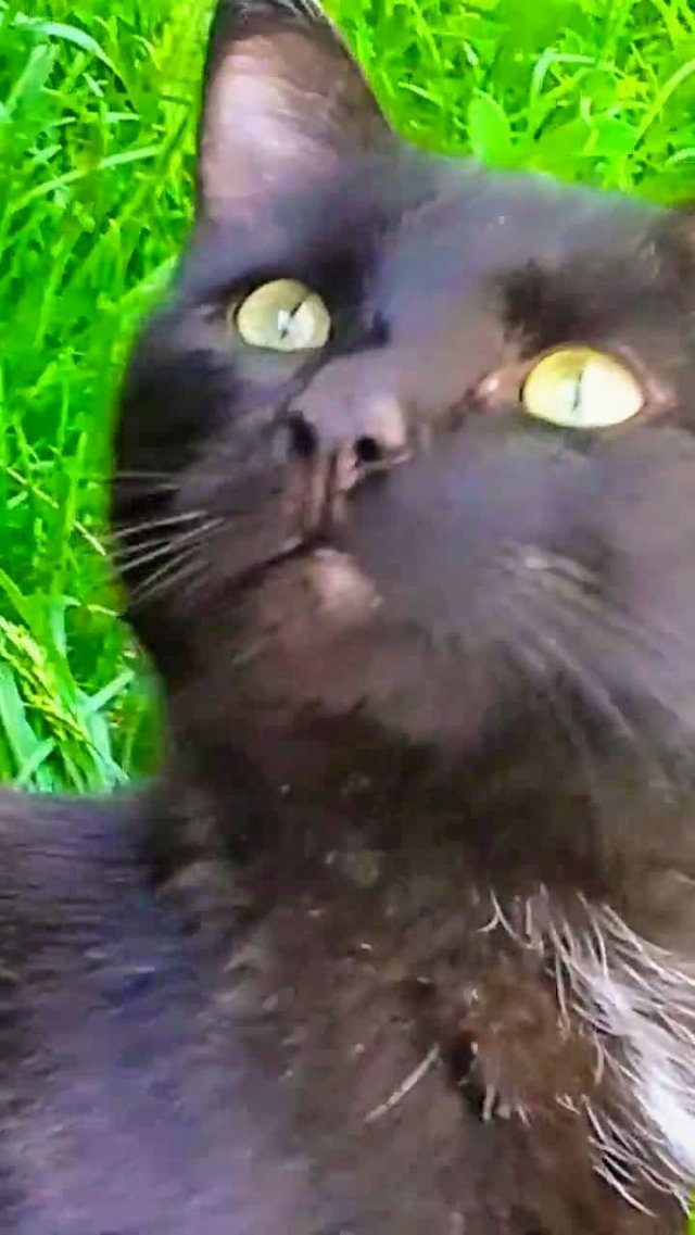Женщины в ответе..! 😃😻 #юмор #Стэтхэм #цитаты #юморсживотными