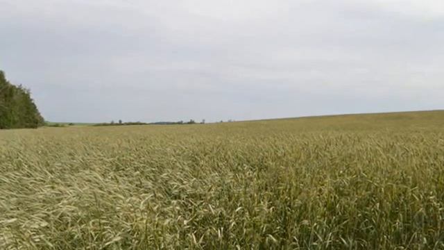 Фильм Русское поле