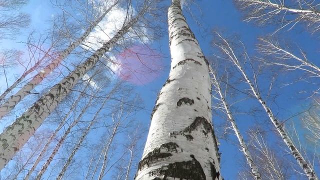 Ранняя весна. Всё просыпается вокруг!