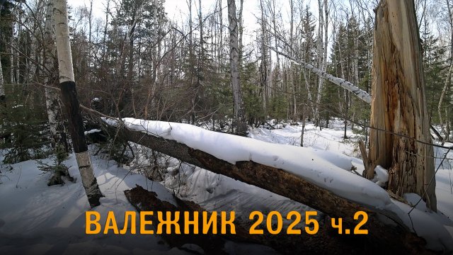 Валежник 2025. 2 серия. Сбор валежника.