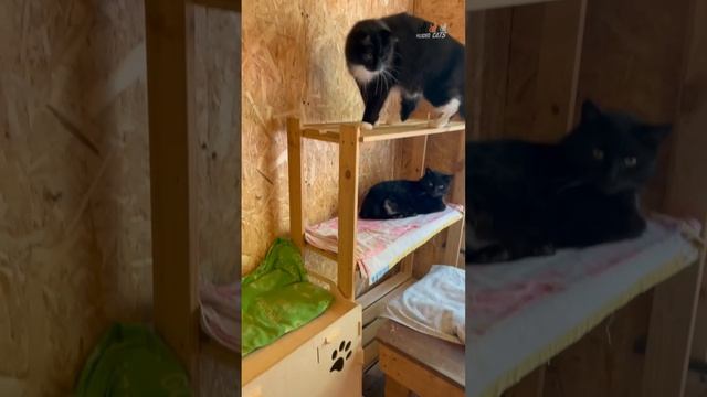 Сколько кошек только в одном из домиков ждут своих хозяев - ДОБРЫЙ ГОРОДОК