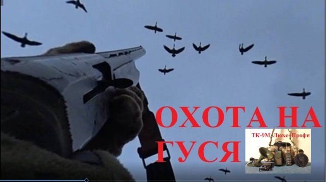 Охота на гуся, белолобый прет (Минск)