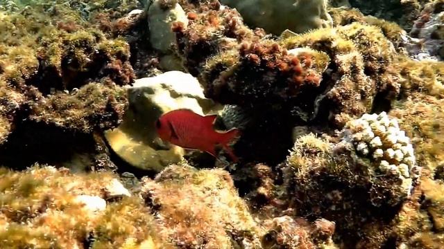 Pinecone soldierfish (Myripristis murdjan), Большеглазая рыба-солдат